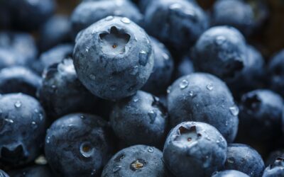 Blueberries & brain health